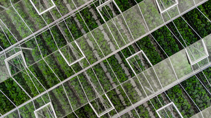 Greenhouse aerial drone view from above, large industrial greenhouses for growing vegetables, modern plantation glasshouse area background, agriculture in the Netherlands