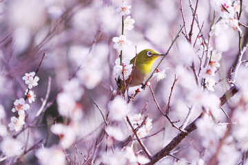 満開の梅の木に止まるメジロ