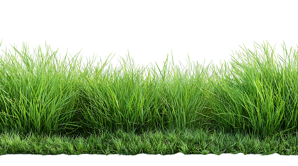 Lush green grass isolated on transparent background, a vibrant and natural border for your design projects