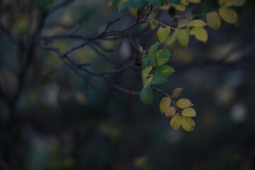 Beautiful autumn landscape with yellow trees and sun. Colorful foliage in the park. Falling leaves natural background
