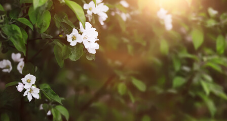 The first flowers against the background of green spring. Spring bloom.