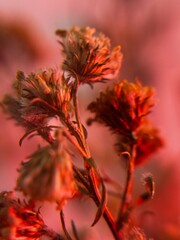 Dried Wildflowers Under Soft Red Light