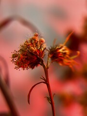 Dried Wildflowers Under Soft Red Light