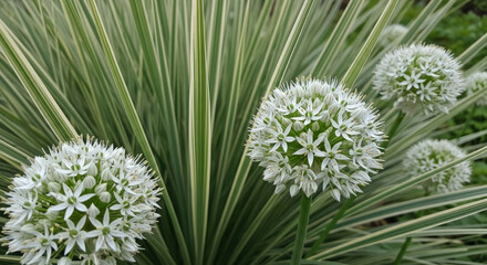 White spherical flowers blooming in a garden with striped green and white leaves in the background