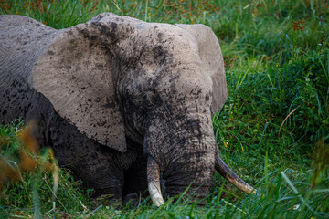 Majestuoso Elefante Africano con Grandes Colmillos en la Sabana de Kenia