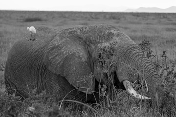 Majestuoso Elefante Africano con Grandes Colmillos en la Sabana de Kenia