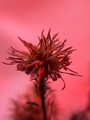Dried Wildflowers Under Soft Red Light