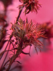 Dried Wildflowers Under Soft Red Light
