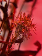 Dried Wildflowers Under Soft Red Light