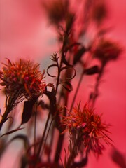 Dried Wildflowers Under Soft Red Light