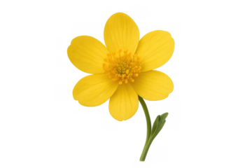 Yellow buttercup flower with bright petals and green stem, symbolizing spring, growth, and natural beauty, transparent background