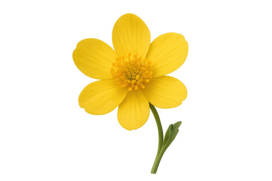Yellow buttercup flower with bright petals and green stem, symbolizing spring, growth, and natural beauty, transparent background