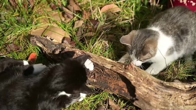 Deux chatons, un noir et un gris tigr&eacute;, jouent pr&egrave;s d'une branche d'arbre et s'entra&icirc;nent &agrave; se battre