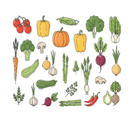 A colorful assortment of fresh vegetables, including tomatoes, carrots, pumpkins, broccoli, and various leafy greens isolated on white background