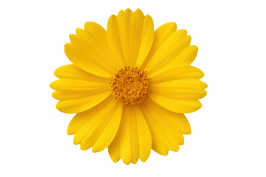 Yellow coreopsis flower, a vibrant blossom with delicate petals and central disc, isolated on transparent background
