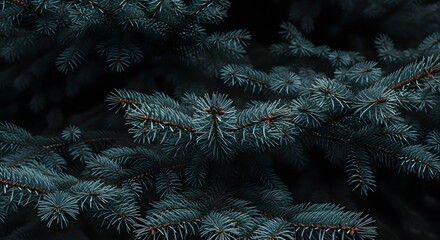 Closeup of blue spruce branches with needles in dark lighting