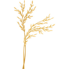 Golden Oat Stalk With Numerous Small Grains Against A Transparent White Background Detailed Botanical Illustration Of A Single Plant Stem