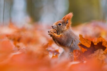 A cute european red squirrel sits on the gropund and eats a nut. 