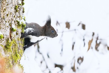 A cute european squirrel clibs on a tree in winter. A cute european red squirrel in the nature habitat.  Sciurus vulgaris