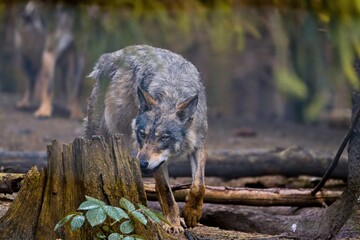 A grey wolf walks in the forest. Wildlife scene with a wiolf. Canis lupus. 