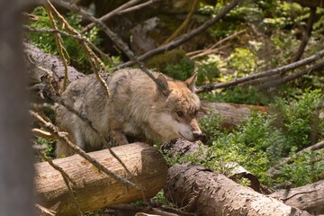 A grey wolf walks in the forest. Wildlife scene with a wiolf. Canis lupus. 