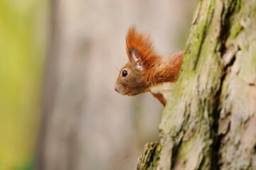 A european red squirrel climbs on a tree. A cute european red squirrel in the nature habitat.  Sciurus vulgaris