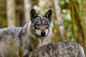 Closeup portrait of a grey wolf. Wildlife scene with a wiolf. Canis lupus. 