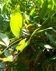 green leaves in the garden with animals