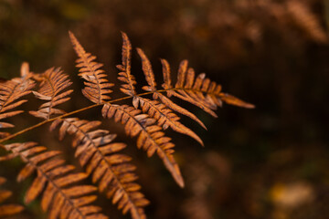 The autumn fern leaf background. Brilliance Autumn Fern. Orange autumn fern leaves closeup. © Mykola