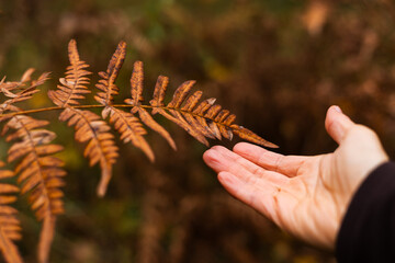 Female hand touching a fern leaf in the autumn forest. Selective focus.