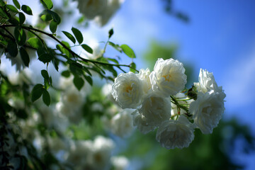 apple tree blossom