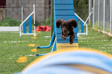 Dog agility training in a sunny park with colorful obstacles and enthusiastic canine participant