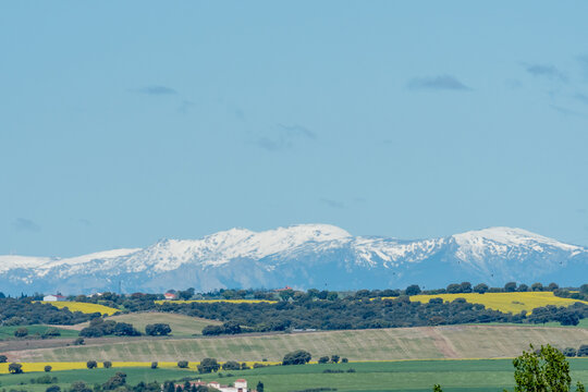 Snow-covered mountains rise above green fields in a clear blue sky during spring in the countryside