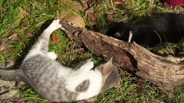 Deux chatons, un noir et un gris tigr&eacute;, jouent de chaque c&ocirc;t&eacute; d'une branche d'arbre au sol, en glissant leurs pattes dessous