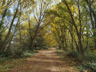 Fototapeta premium Paseo entre un bosque otoñal con árboles altos en Burgos, España