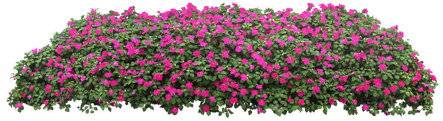 Fototapeta premium Flower Border Cutout PNG for Landscape Design, Garden Visualization, and Graphic Compositions
