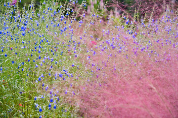 横浜里山ガーデンの秋の花