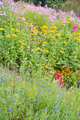 横浜里山ガーデンの秋の花