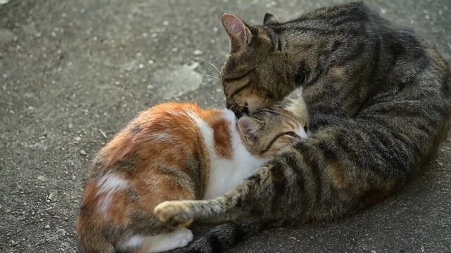 Une maman chat gris tigr&eacute; fait la toilette d'un grand chaton roux, apr&egrave;s avoir fait la sienne, elle lui l&egrave;che la t&ecirc;te et mordille pr&egrave;s des oreilles