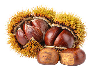 Fresh chestnuts in prickly husk, closeup showing glossy brown nuts and textured shell details on white background, symbolizing autumn harvest and nutrition.
