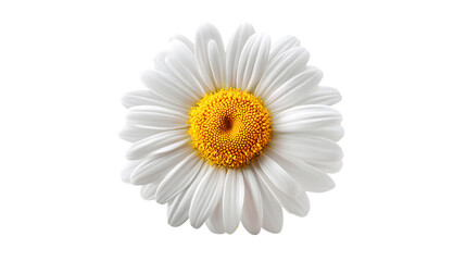 Stunning close-up of a vibrant daisy flower with delicate white petals and a bright yellow center