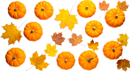 Orange Pumpkins and Maple Leaves Isolated on Transparent Background, Top View