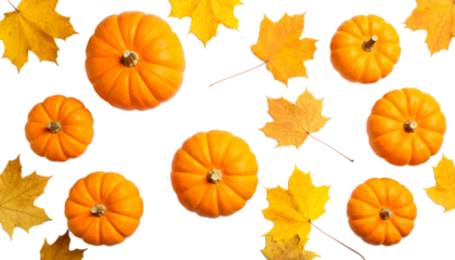 Close up of Orange Pumpkins and Maple Leaves Isolated on Transparent Background, Top View