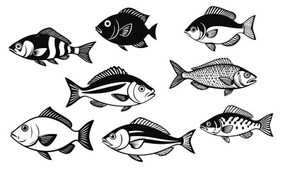 Fototapeta premium Set of various fish species in black and white vector style, detailed aquatic animal illustrations, fishing design, marine wildlife art, fish vector, sea life, underwater illustration