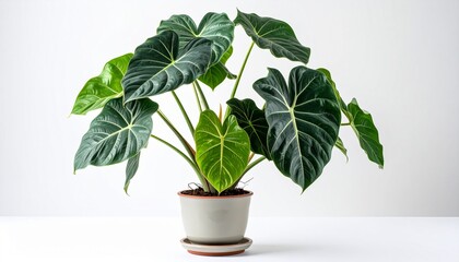 Alocasia variegated in the tree pot