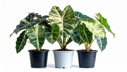 Alocasia variegated in the tree pot
