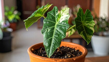 Alocasia variegated in the tree pot
