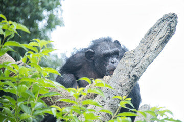 横浜動物園ズーラシアのチンパンジー