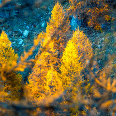 Autumn in forest, Alpine forest in Alps