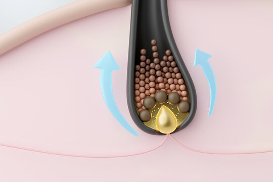 Active hair follicle cross section showing glowing dermal papilla and dividing matrix cells 3d illustration